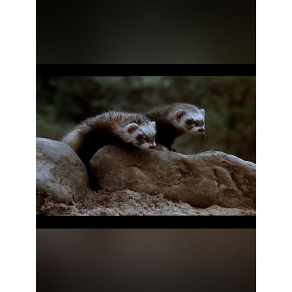 Custom Fridge Magnet Beastmaster Ferrets Home Office Kitchen Decor